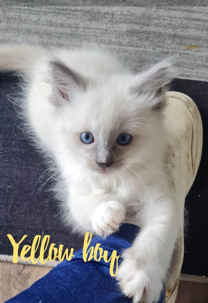 Ragdoll kittens for sale only 2 boys Left! 