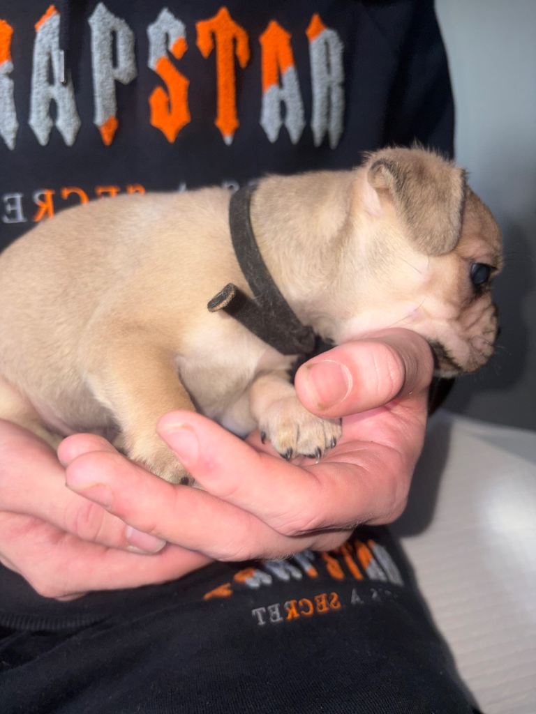 LAST FRUG MALE PUPPIES 