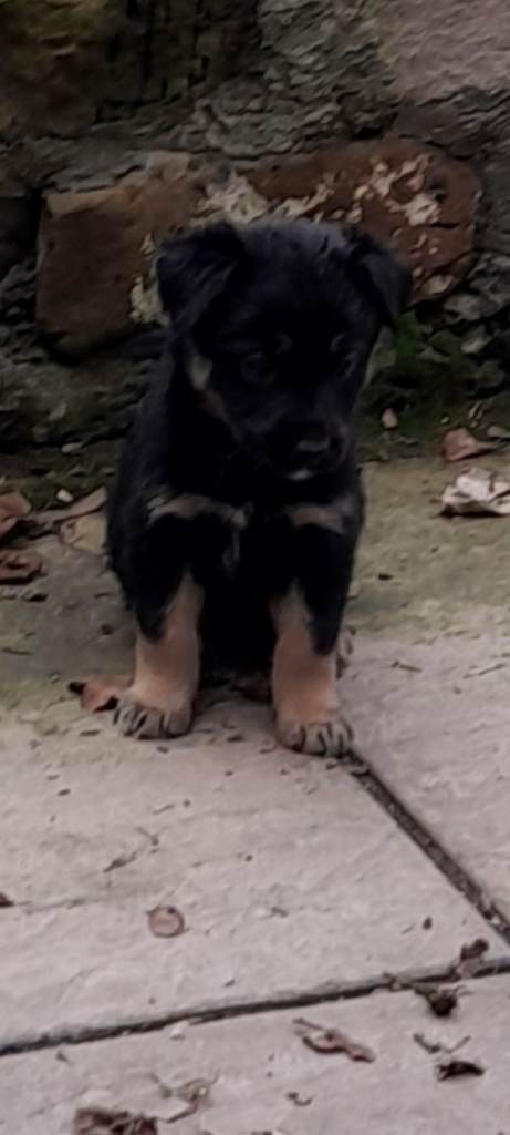 Offers considered - Husky German Shepherd x Bearded Collie Labrador Puppies