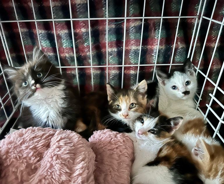 Maine coon x kittens ready now 