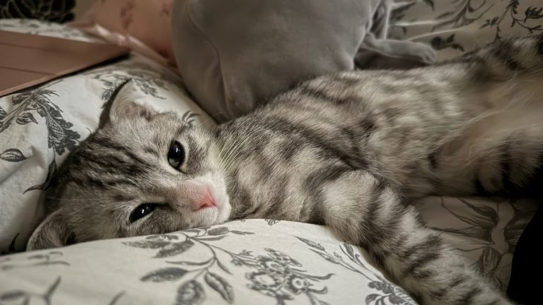 Kitten for sale 