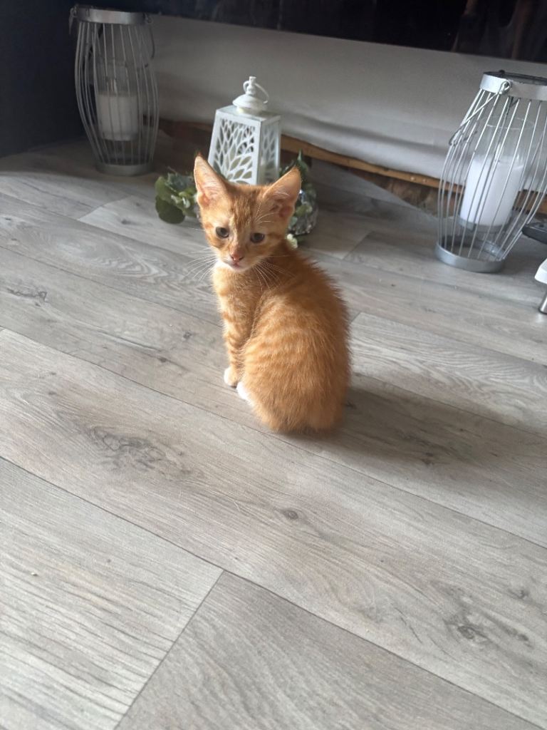 Kittens 