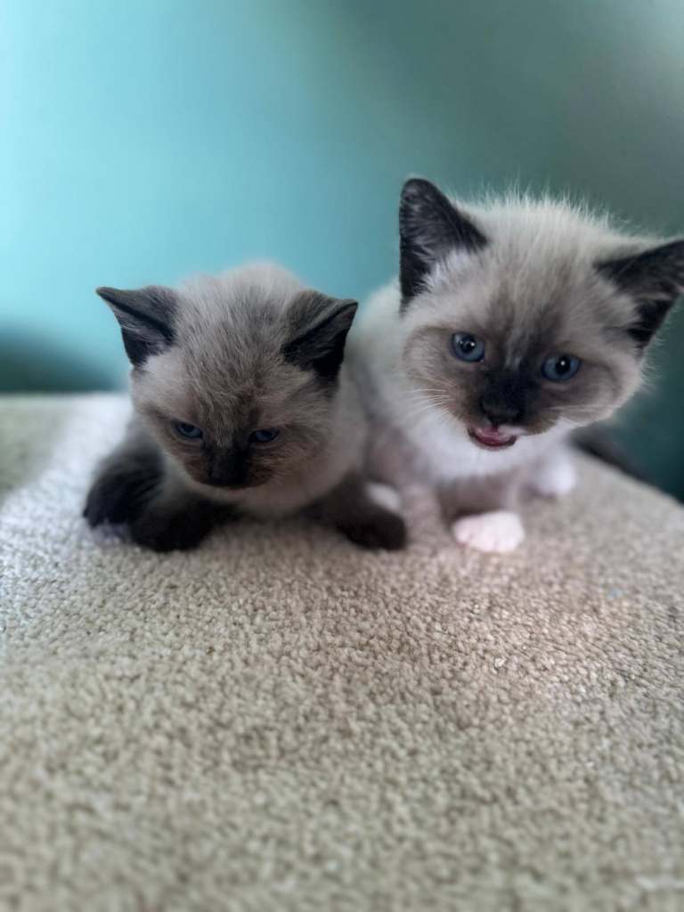 Ragdolls Kittens For Sale 