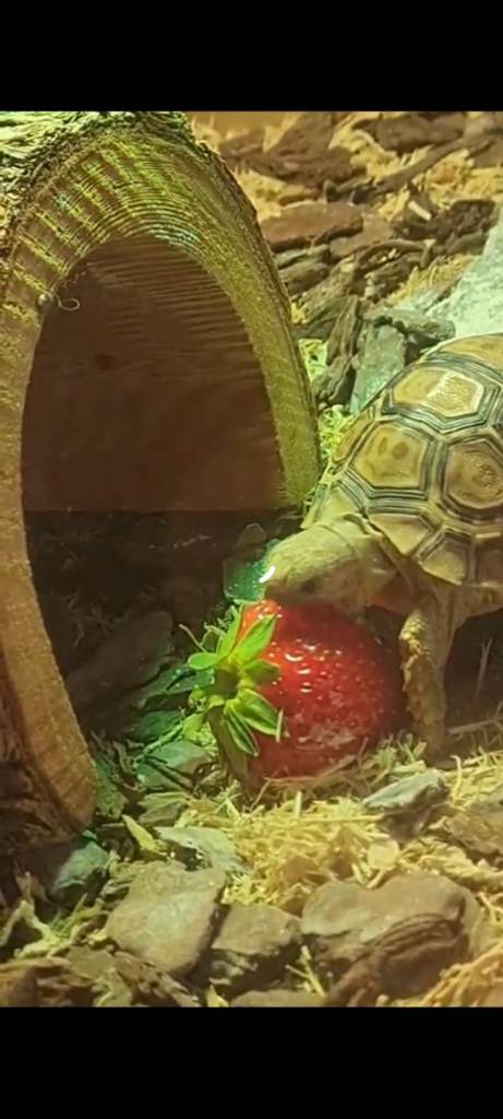 Leopard tortoise