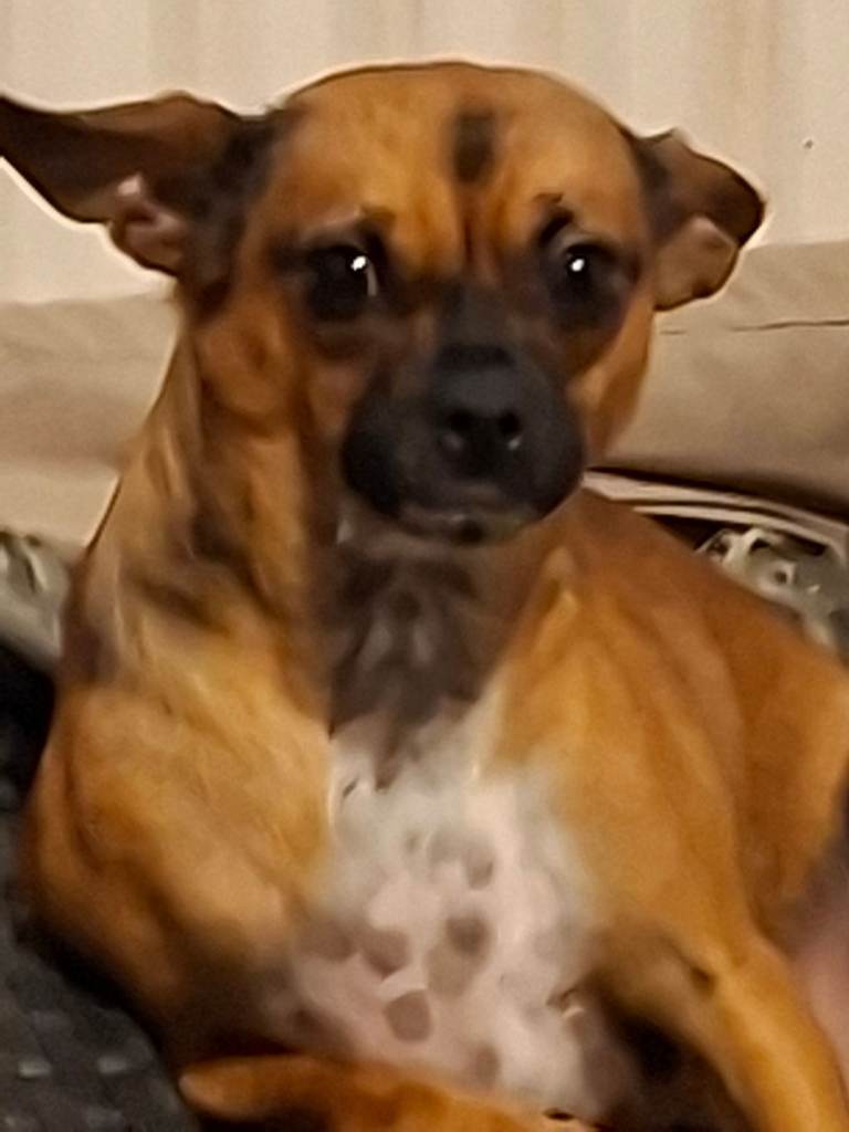 Cross jack russell/chihuahua