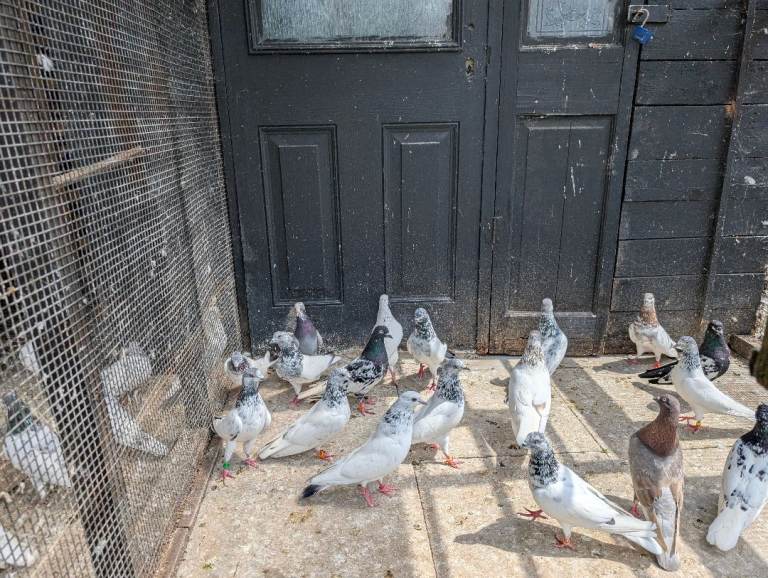 Pigeon for sale