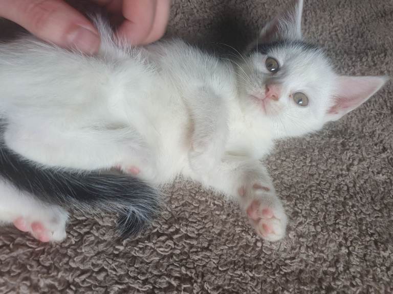 Kittens for Sale 