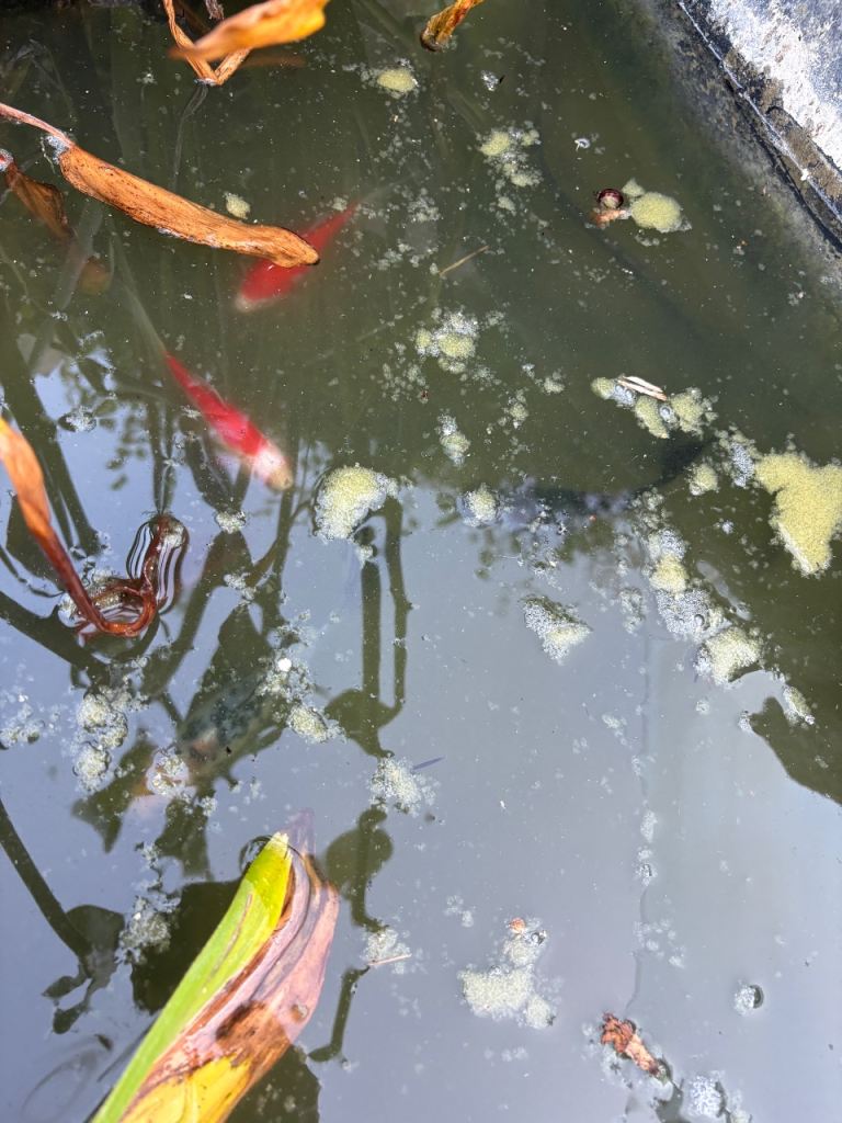Free fish pond x4
