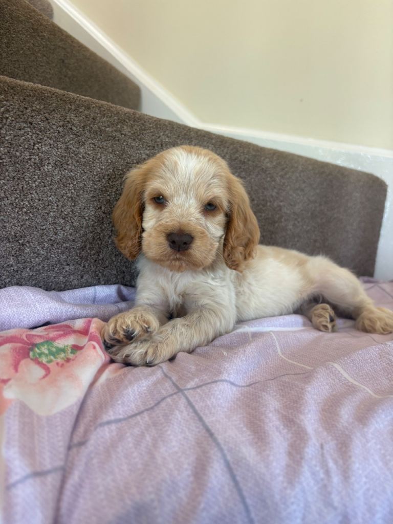  show cocker spaniels last girl and two boys