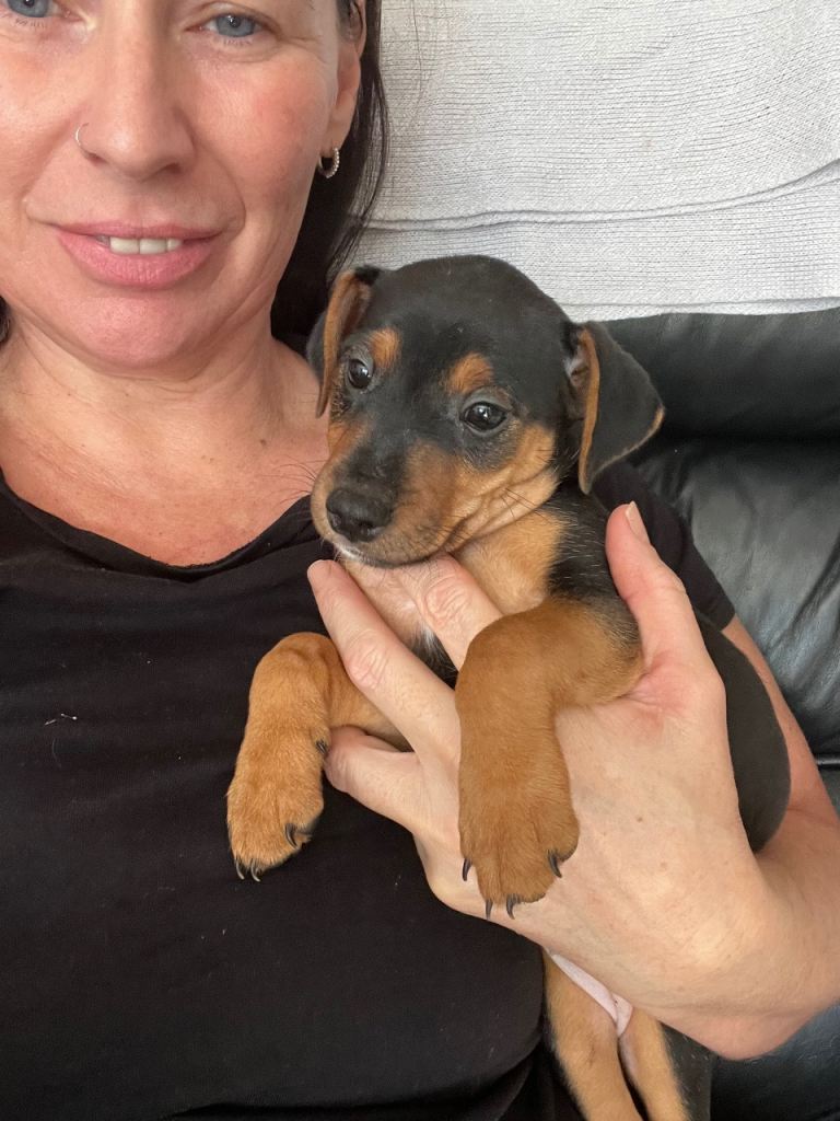 Miniature pincher puppies 
