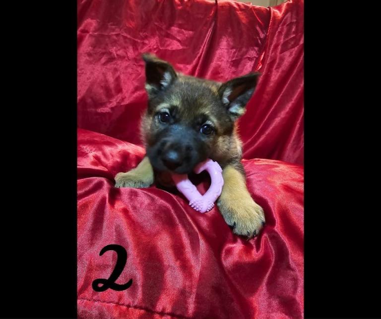 4 german shepherd x akita girl puppies