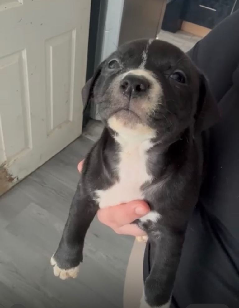 Last puppy staffy