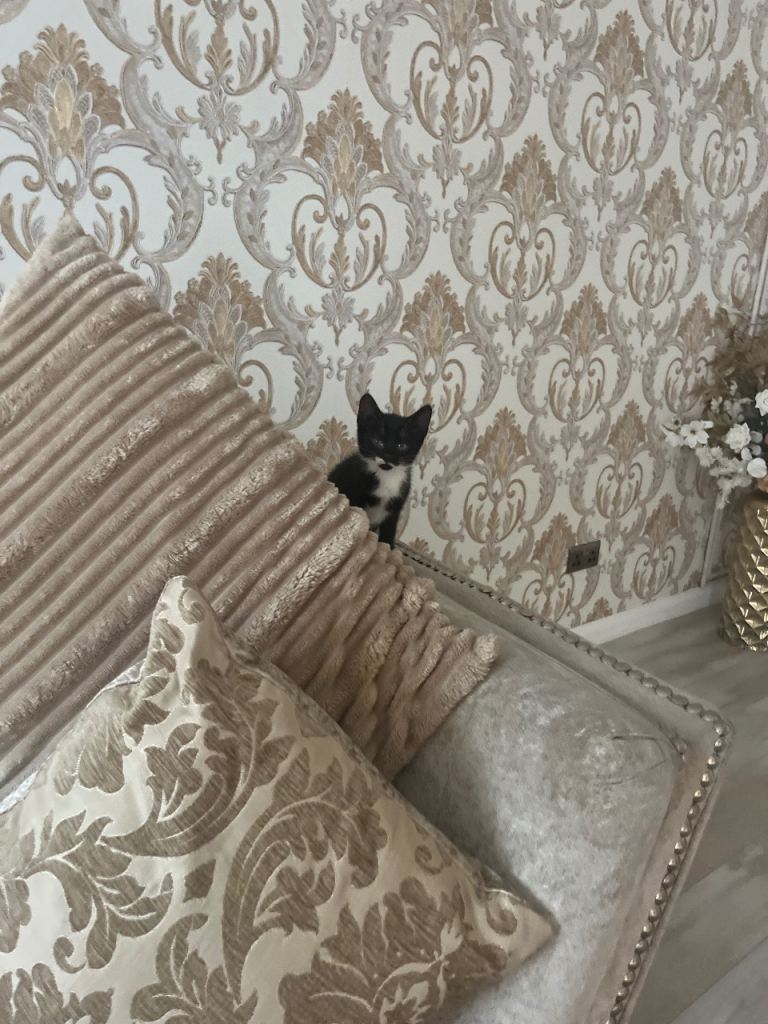 last male kitten , 8 week old 