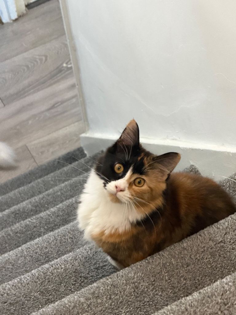 Maincoon female 
