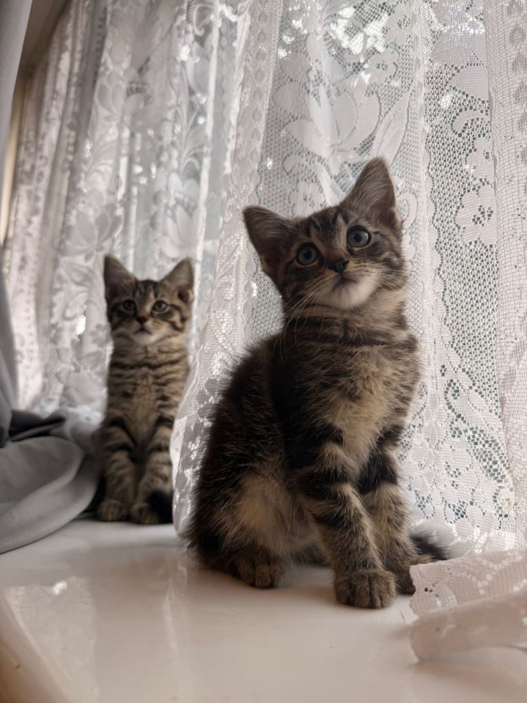 Adorable kittens 