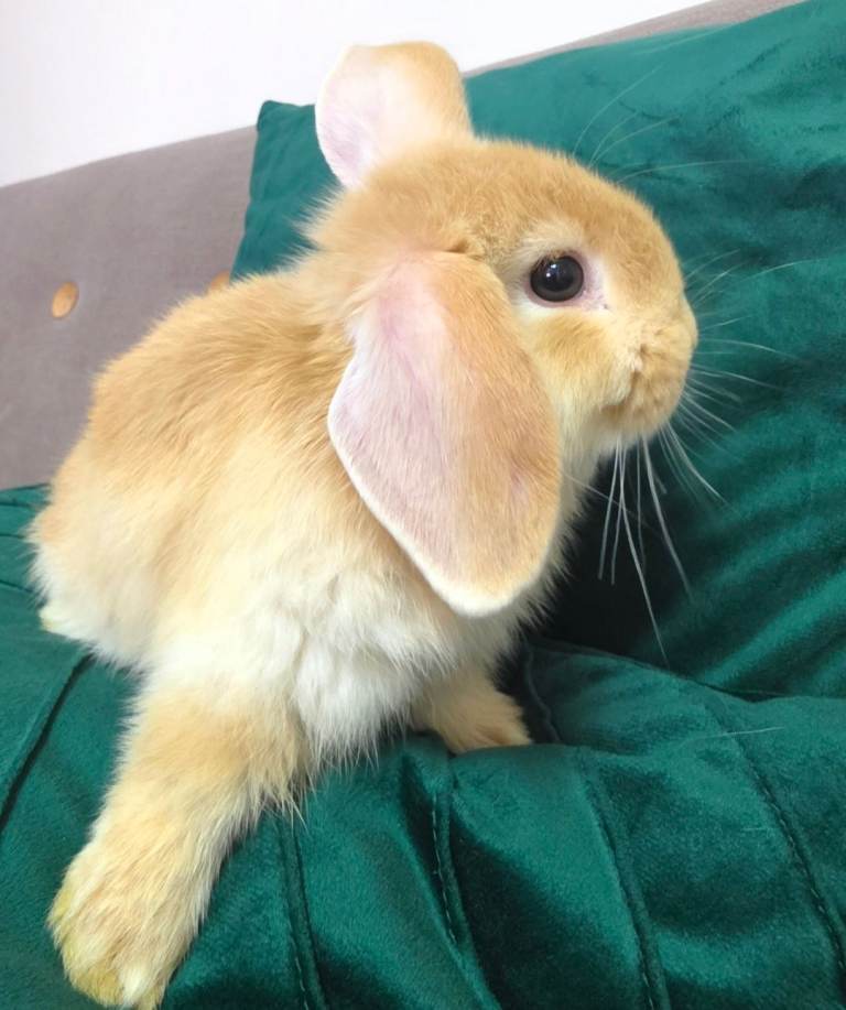 Mini lop x lionhead bunnies