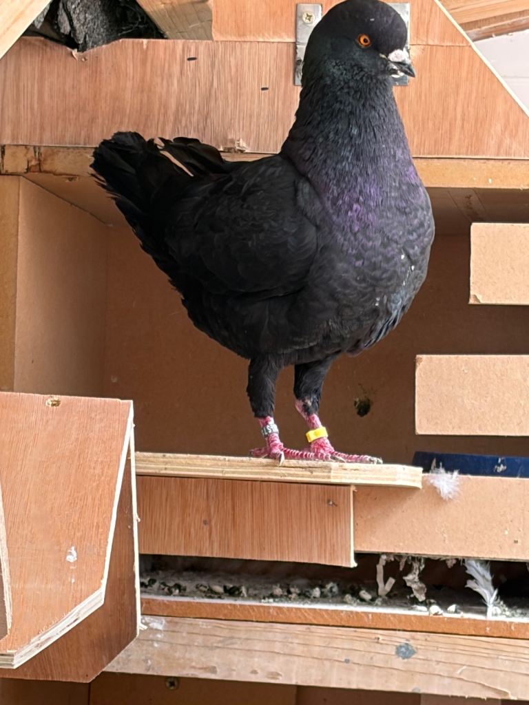 Pigeons for sale 