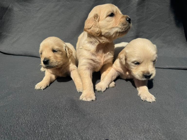 Golden Retriever Pups 