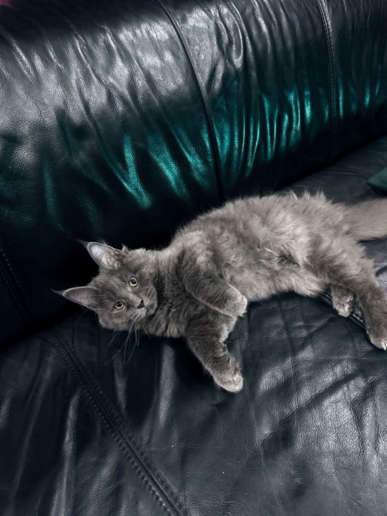 Maine Coon kitten XXL looking for home Girl Blue 