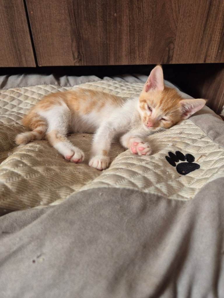 4 Beautiful kittens for sale 