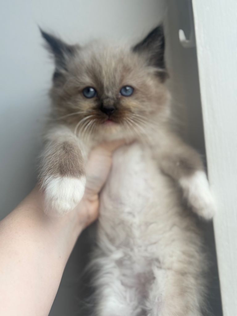 Ragdoll kitten 