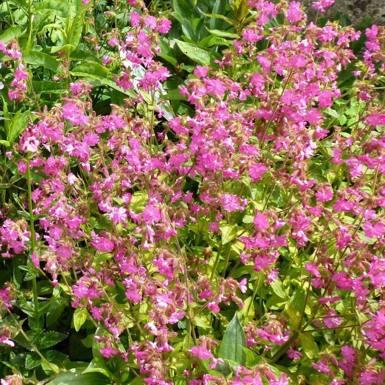 Plants, seedlings and seeds of Red Campion, Silene 'Ray's Golden Campion, from Touchwood, From £1