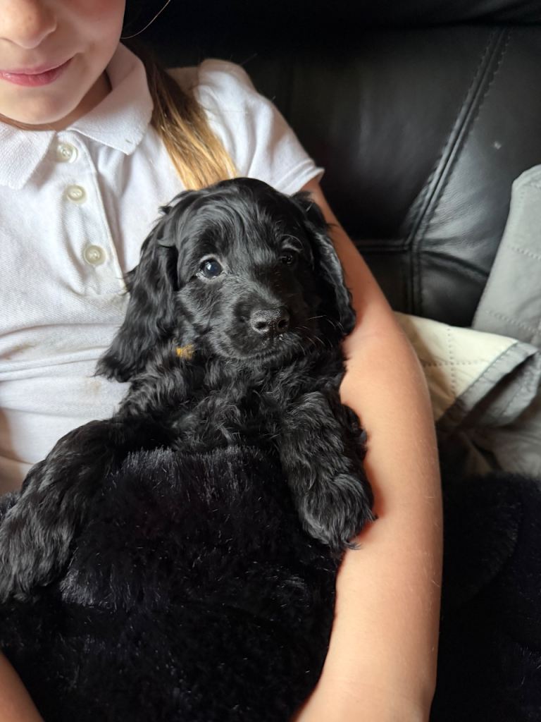 Cockapoo puppies 