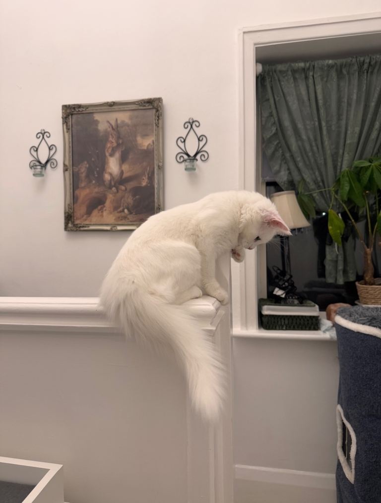 7 months old Turkish Angora male kitten 