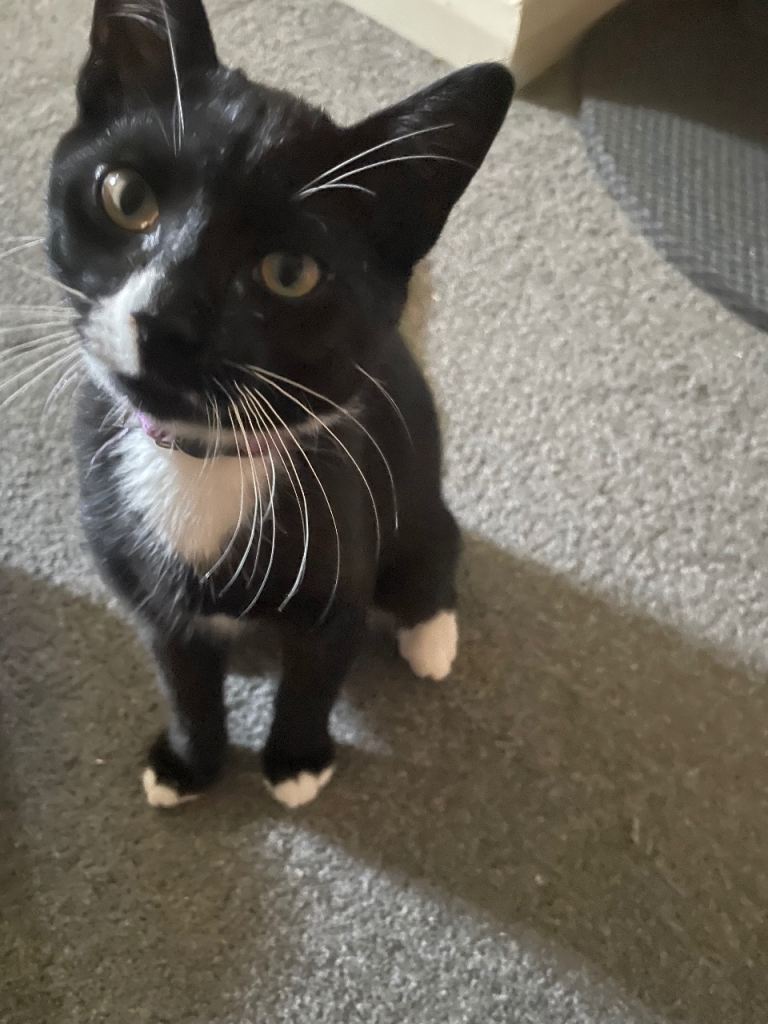 Kitten for sale
