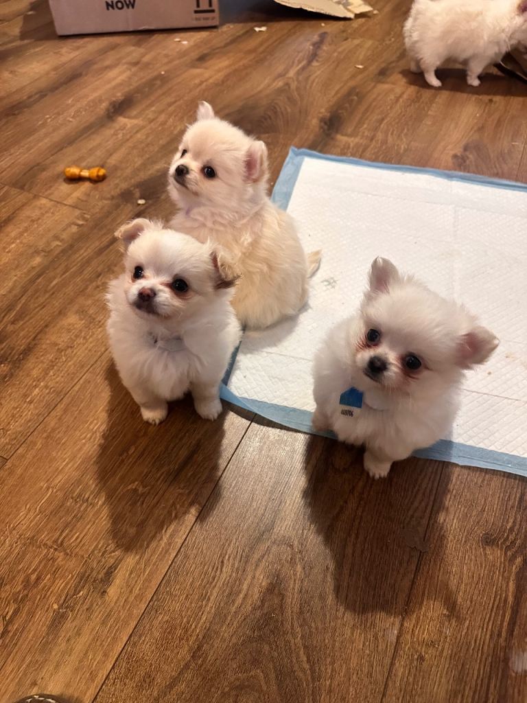 Chihuahua x Pomeranian Puppies