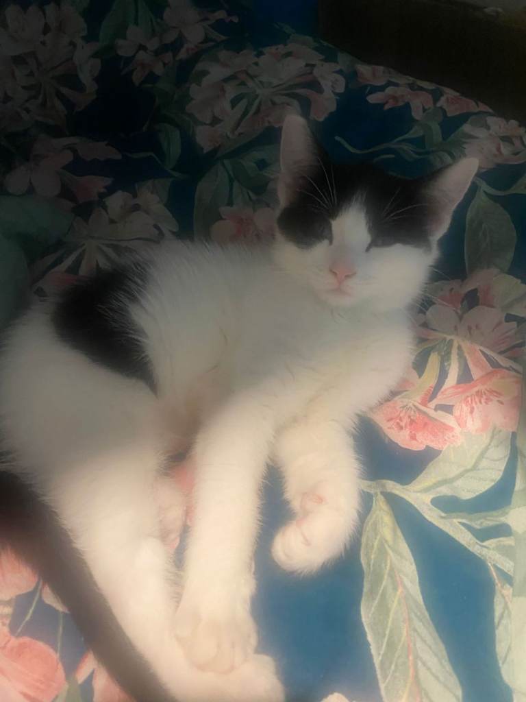 Big semi fluffy kitten