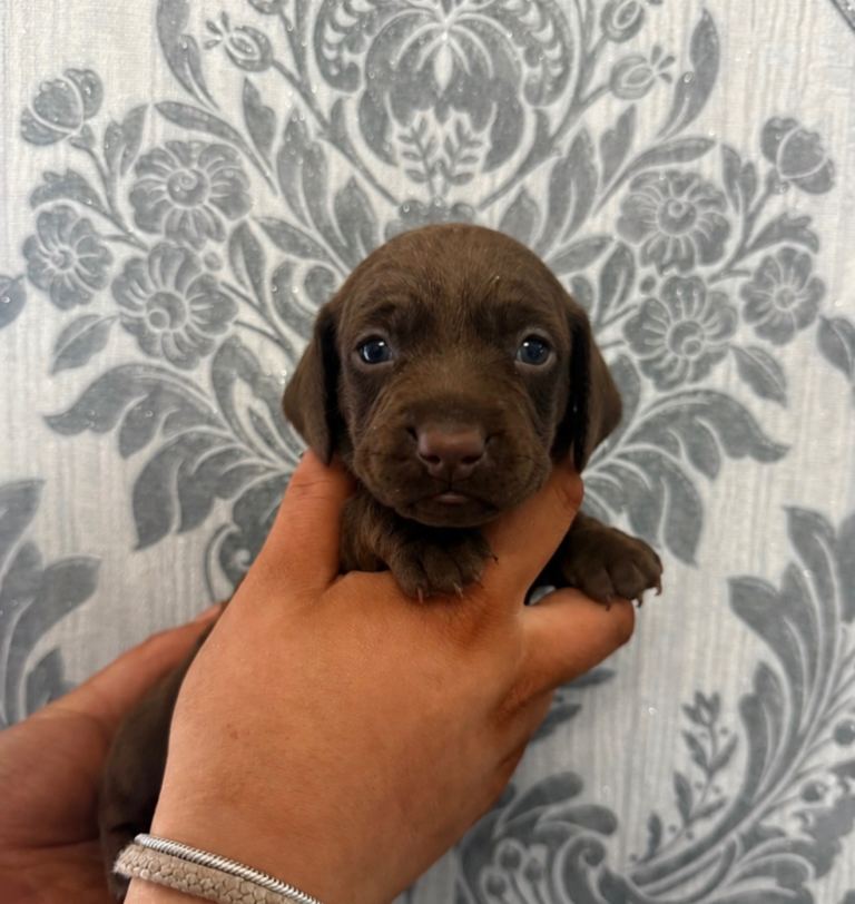 Pure chocolate dachshund girl left 