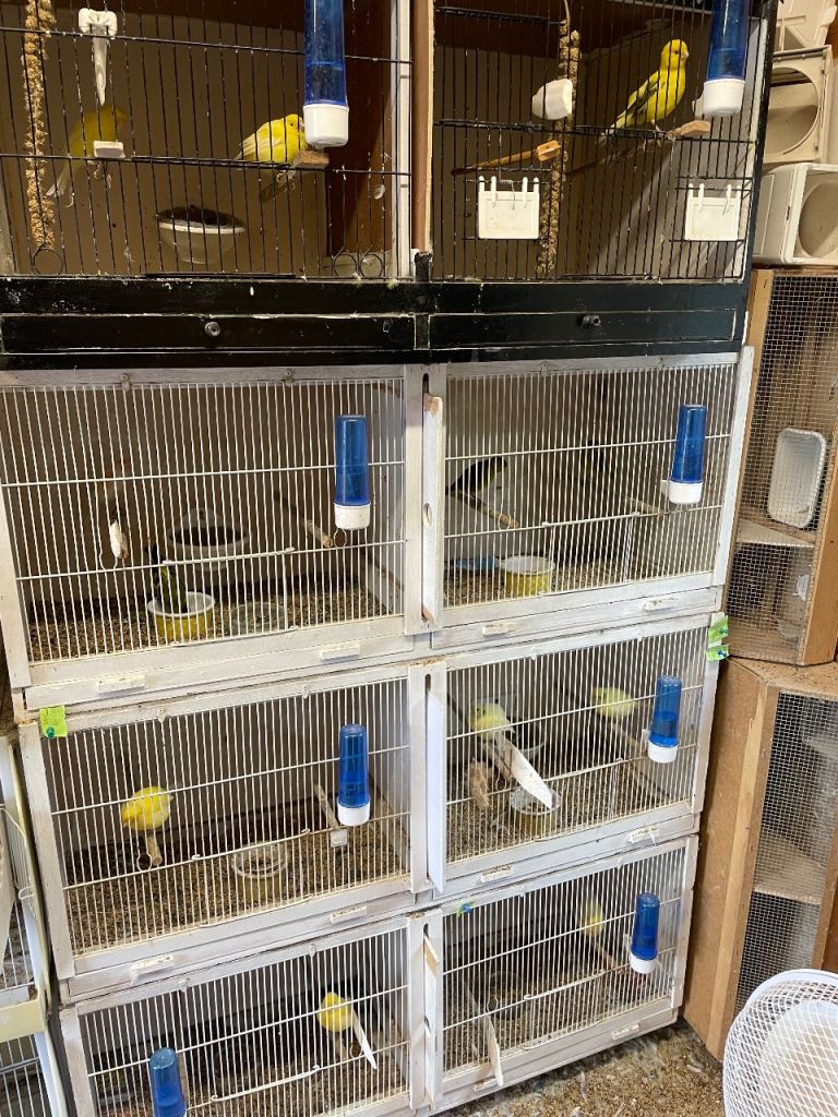 Bird breeding cages 
