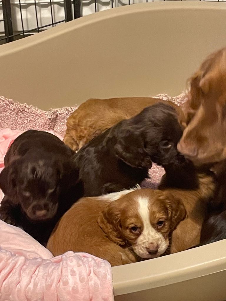 Cocker spaniel puppies