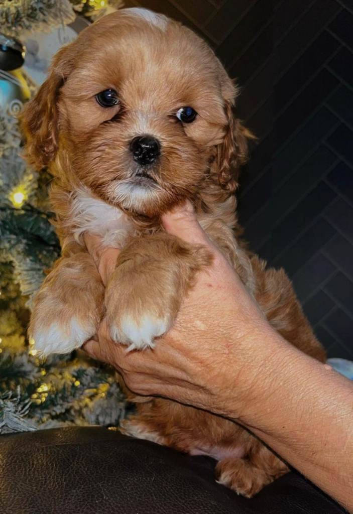 Beautiful Shihpoo pups for sale.