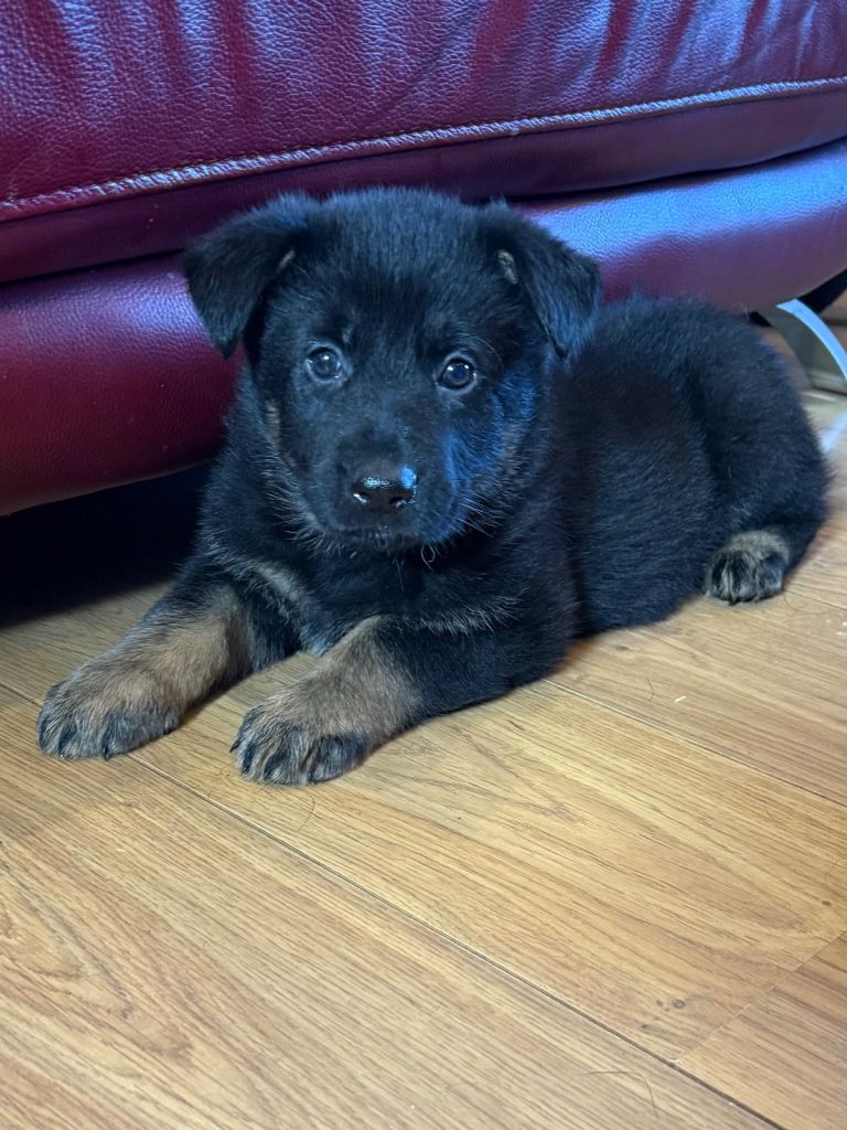 KC Reg Stunning German Shepherd Pups.