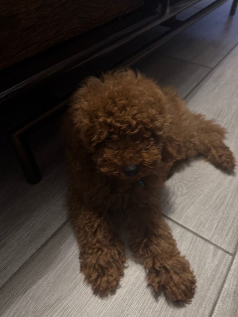 Poodle dogs 