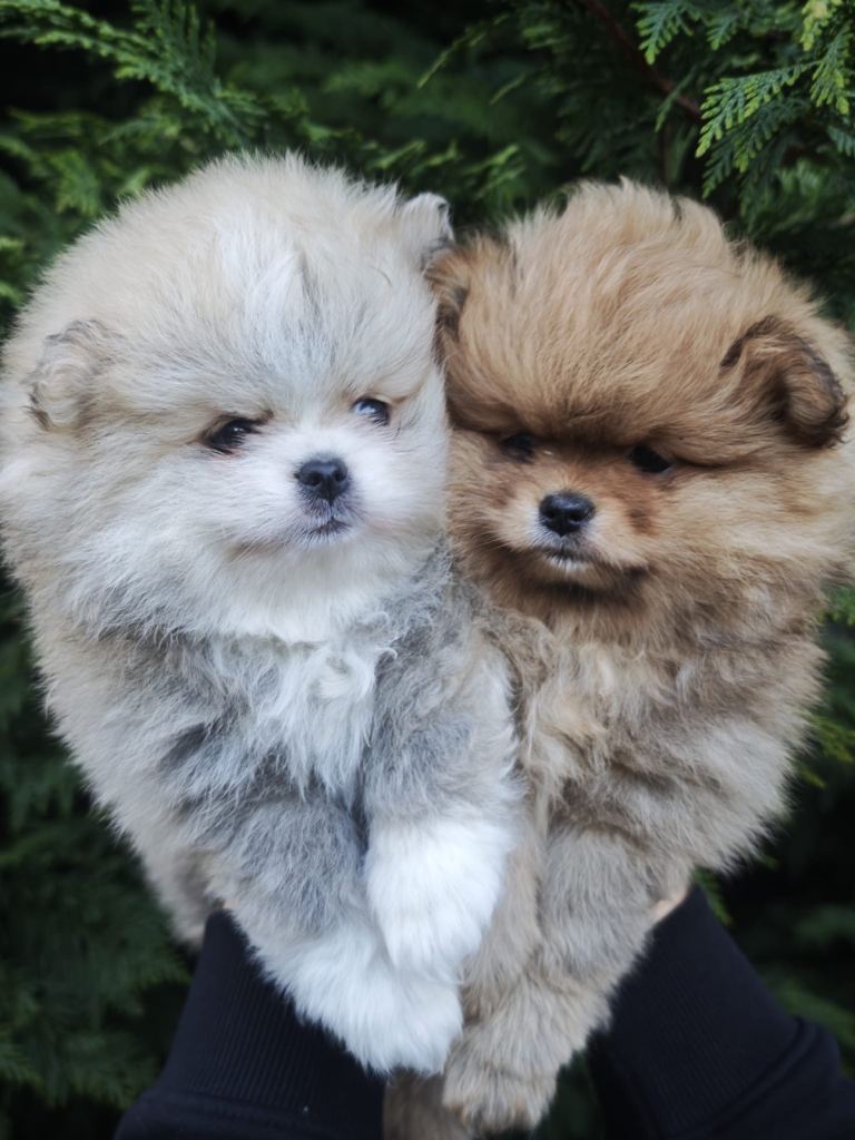 KC registered ,Pure Pomeranian,Teddy Bear Type