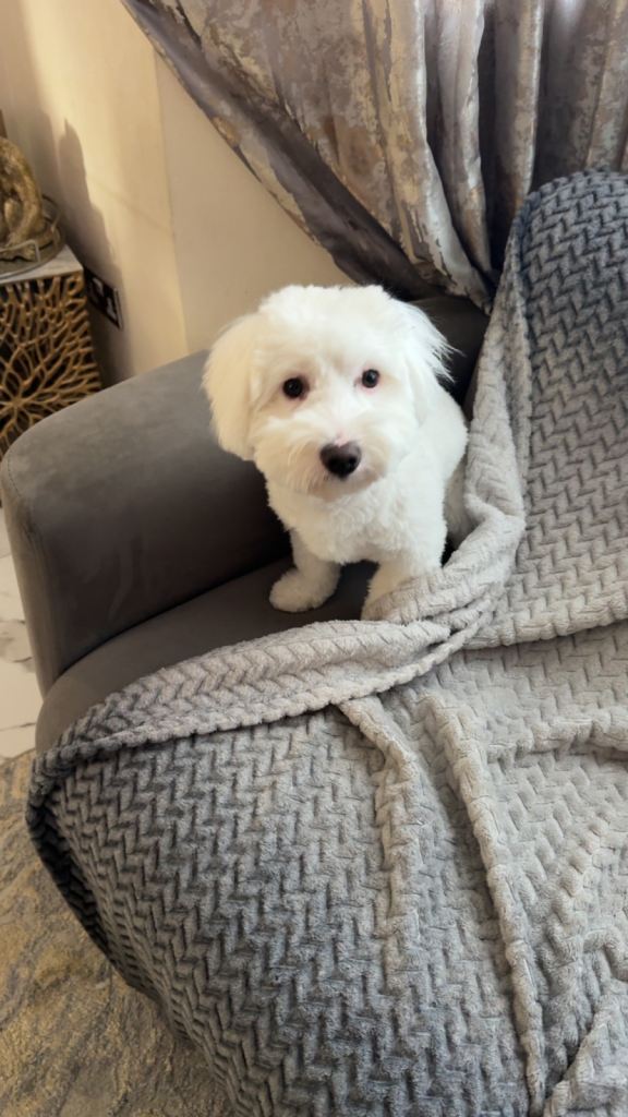 Bichon frise puppy 