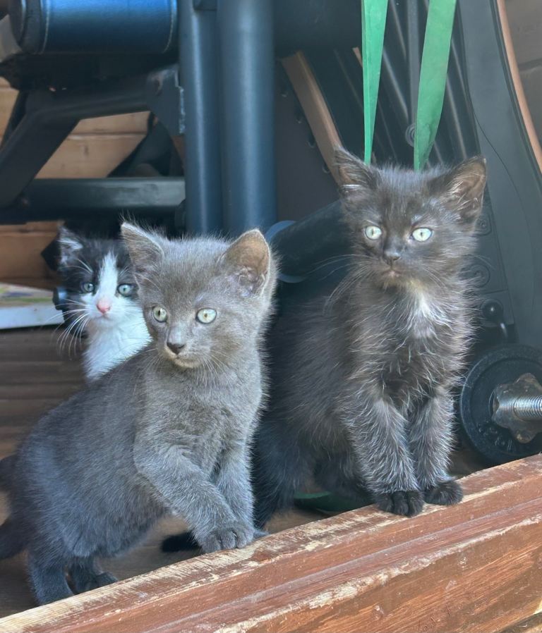 3 kittens for sale 