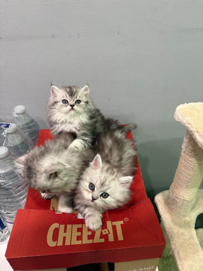Persian kittens 