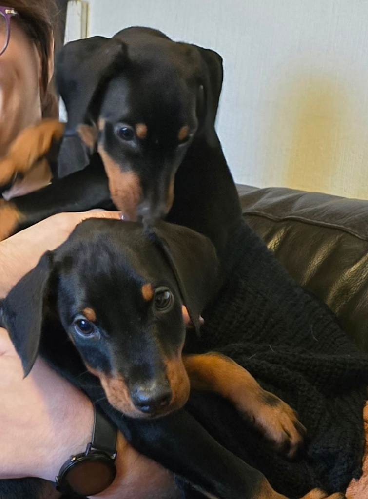 Do you puppies for sale