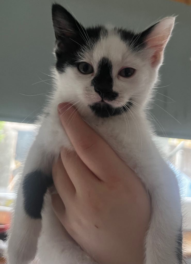 Male kittens