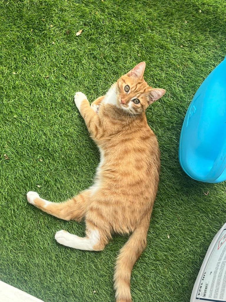 Ginger and white kitten 