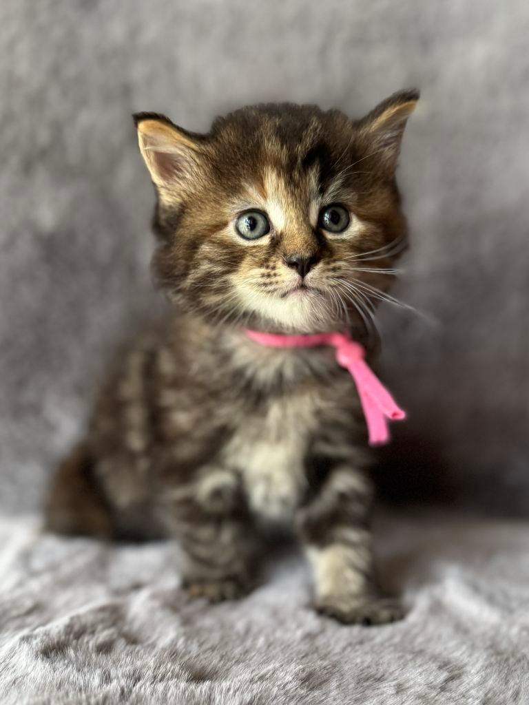 Kittens