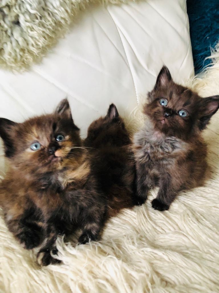 KITTENS FROM A RAGDOLL MOTHER 
