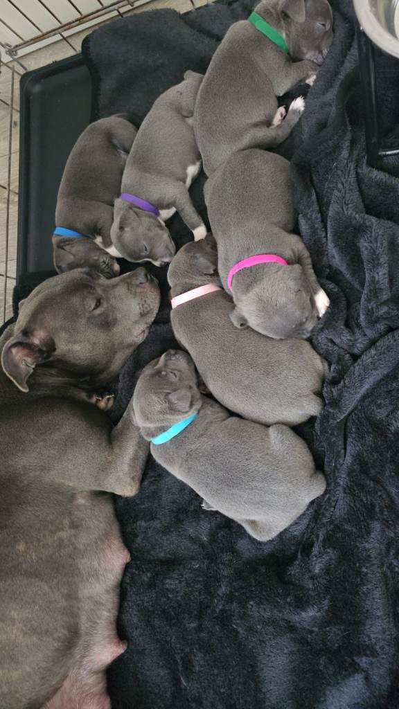Staffy puppies