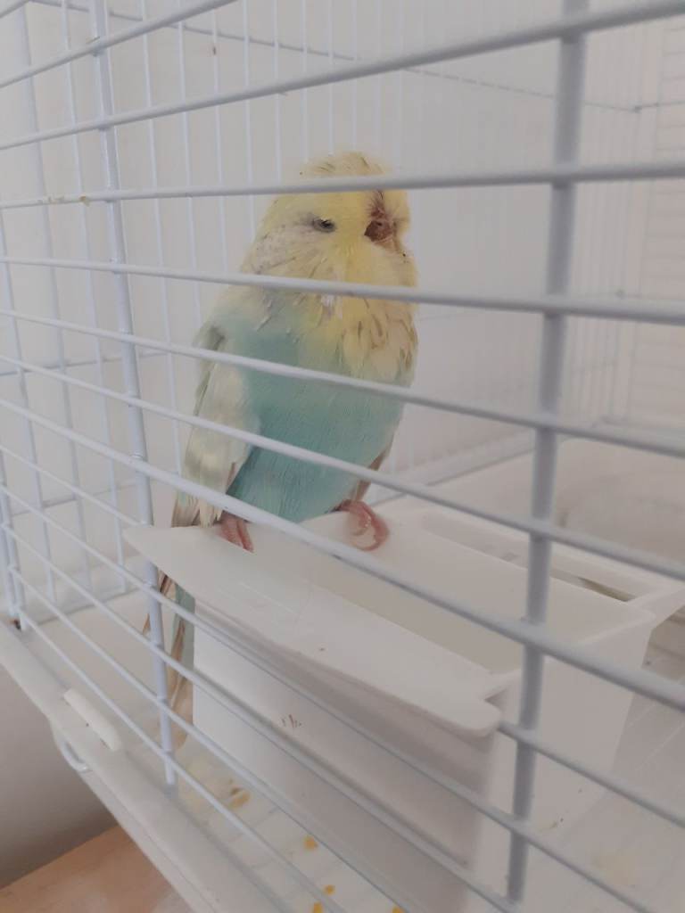 Female budgie pastel colours 