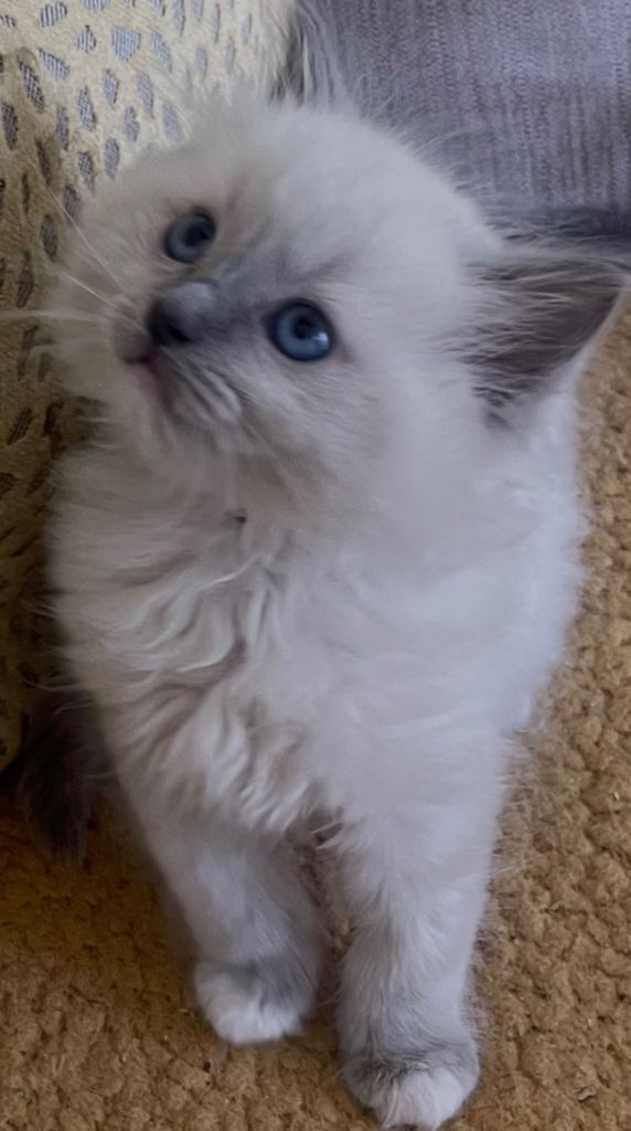 Pure Ragdoll Kittens ready 