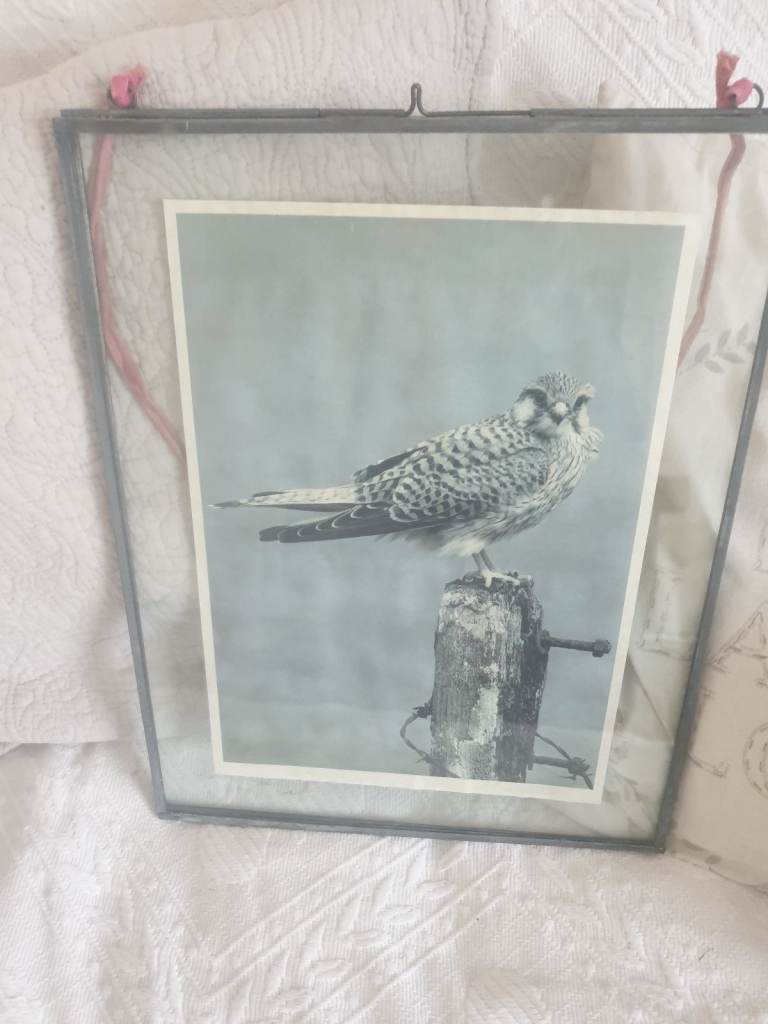 Picture of Kestrel